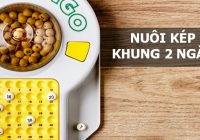 Lô kép nuôi khung 2 ngày là gì
